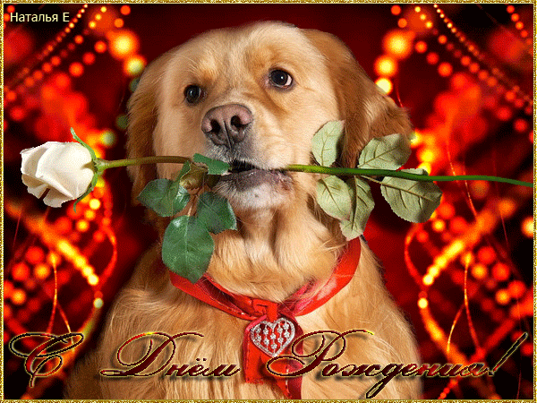 Гиф открытка на День рождения добрый пёс с цветами в зубах